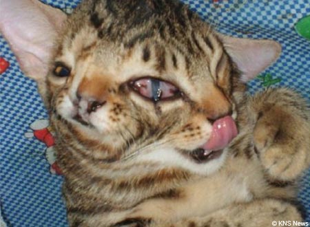 Name:  two faced.jpg
Views: 1044
Size:  31.9 KB